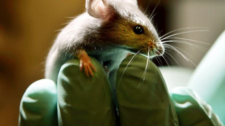 Ein Grossteil der Versuchstiere sind Mäuse - wie hier in einem Labor für Tierversuche. (Robert F. Bukaty / AP)