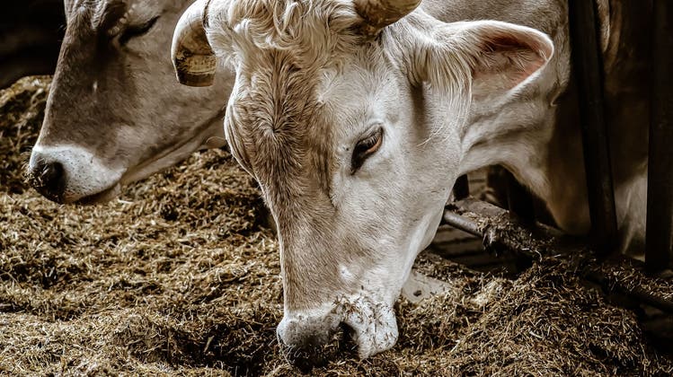 Kein ausländisches Futter und nur noch 5 Prozent Kraftfutter - das gilt für Biokühe ab dem 1. Januar 2022. (Pixabay)