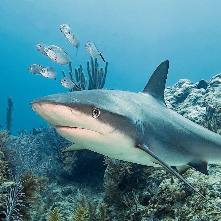 Bei Haien wurde Jungfernzeugung in Gefangenschaft beobachtet.