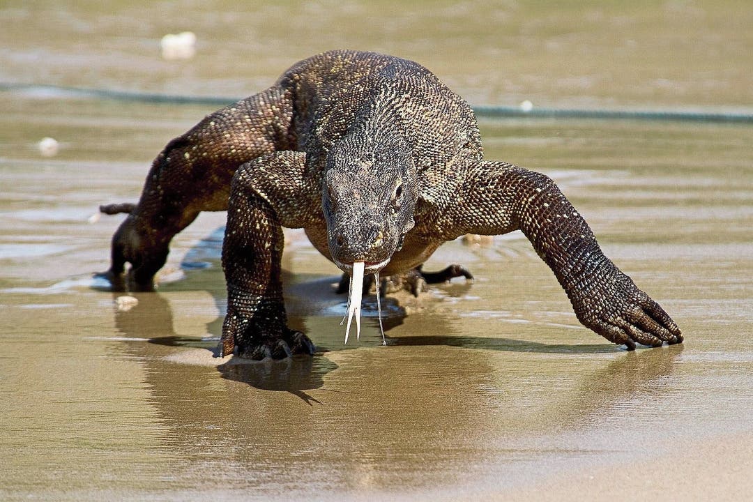 Bei den Komodowaranen ist Jungfernzeugung sinnvoll, wenn ein Weibchen auf einer einsamen Insel strandet. 