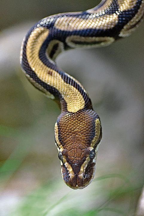 Auch die Python-Mutter kann alleine Nachwuchs zeugen - allerdings nur Söhne. 