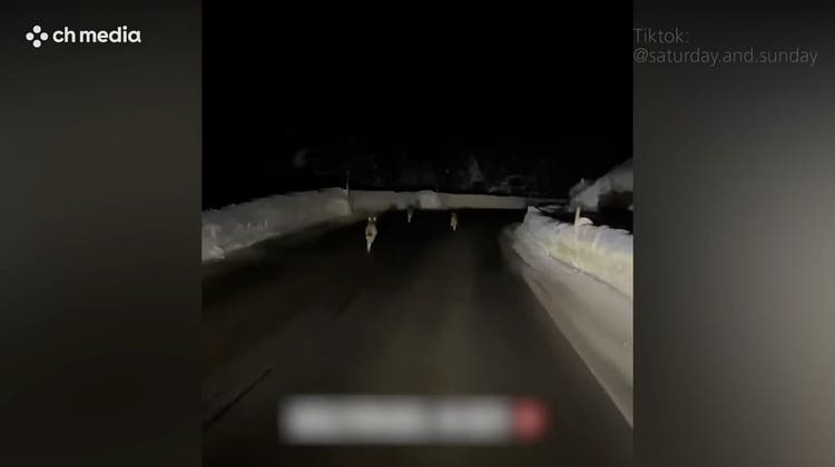 Travel-Blogger-Paar aus Graubünden wird von einem Wolfsrudel verfolgt
