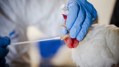 Nach dem entdeckten Fall der Vogelgrippe mussten Hühner zum PCR-Test antraben. Hier bietet der amtliche Tierarzt des Kantons Aargau Anschauungsunterricht. (Keystone)