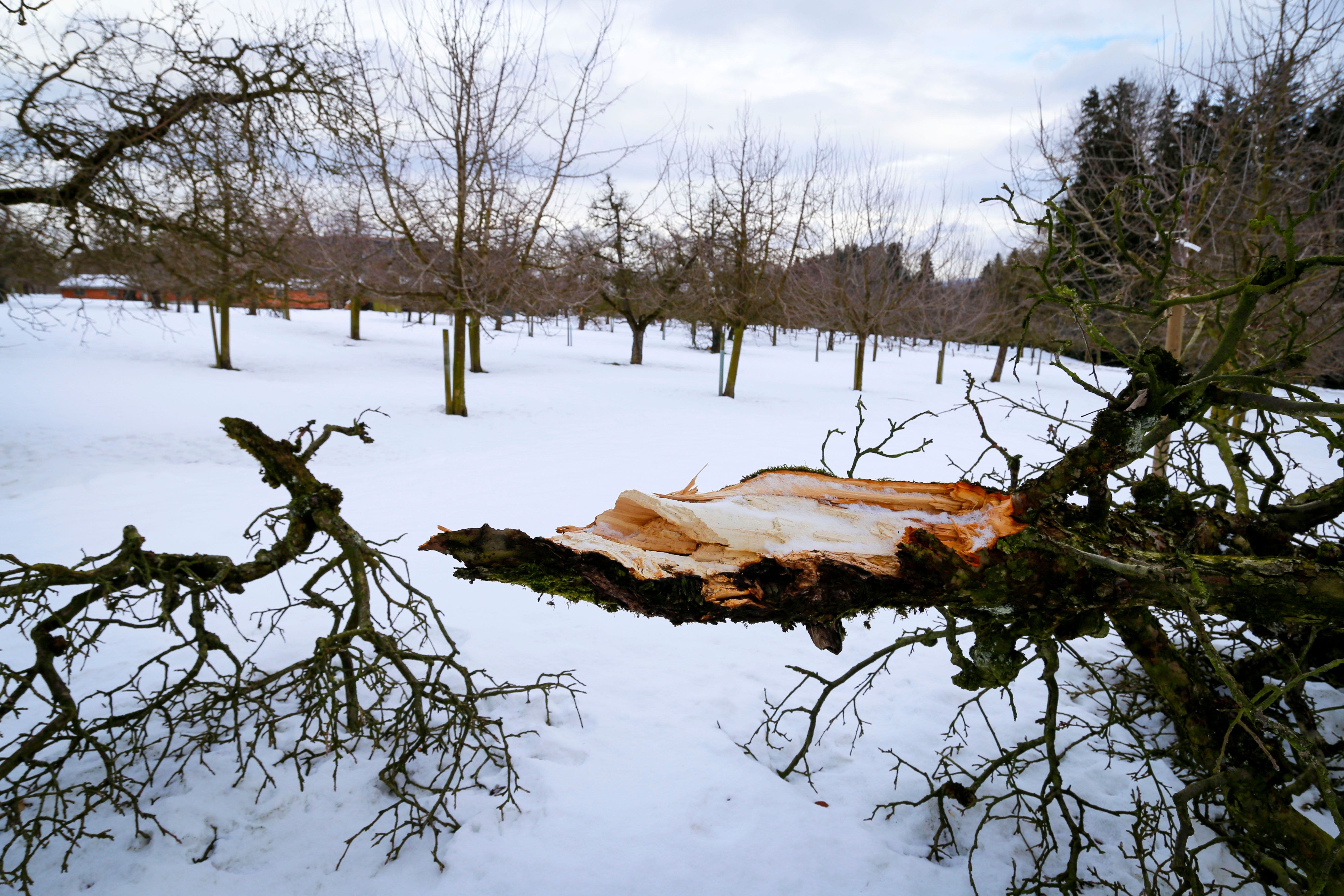 Januar: Hochstammobstbäume in Mörschwil bersten unter dem schweren Schnee.
