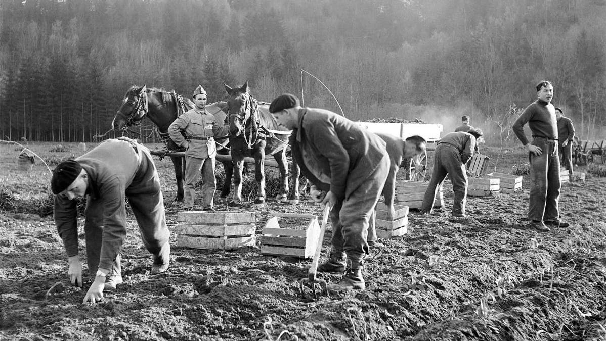 Polnische Internierte bei der Feldarbeit 1942 bei Weinfelden. (Bild: Keystone, Photopress-Archiv)