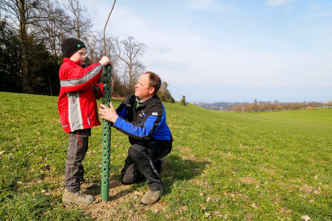 März: Andreas Studach pflanzt an einem Südhang im Weiler Reggenschwil in Mörschwil 100 Marronibäume.