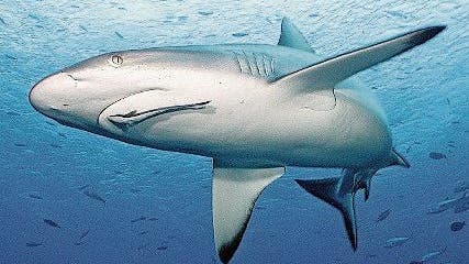 Bartgeier schwingen auf, Haie tauchen ab: Das sind die Gewinner und Verlierer des Tierreichs