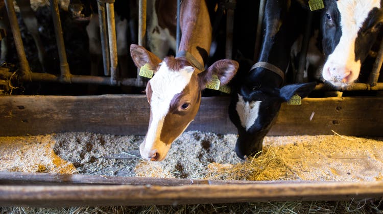 Auch Kühe und Rinder werden in der Schweiz mit Kraftfutter gefüttert. (Gaetan Bally / KEYSTONE)