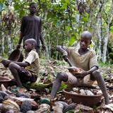 In der Kakaoindustrie ist Kinderarbeit immer noch stark verbreitet. (Bild: Jessica Dimmock / VII / Redux / laif)