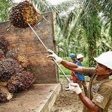 Der Palmölsturm im Wasserglas: Wie eine Schweizer NGO in Indonesien Ölpalmen anpflanzte – mit ernüchterndem Fazit