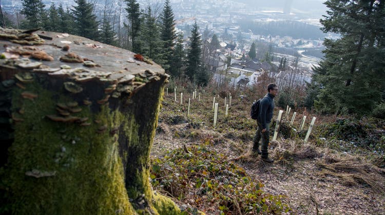 Im Gigeliwald hat ein grosser Holzschlag stattgefunden. Oberförster Raphael Müller (rechts) führt Journalist Christian Meier durch eine Waldlichtung. (Bild: Nadia Schärli (Luzern 17. Februar 2021))