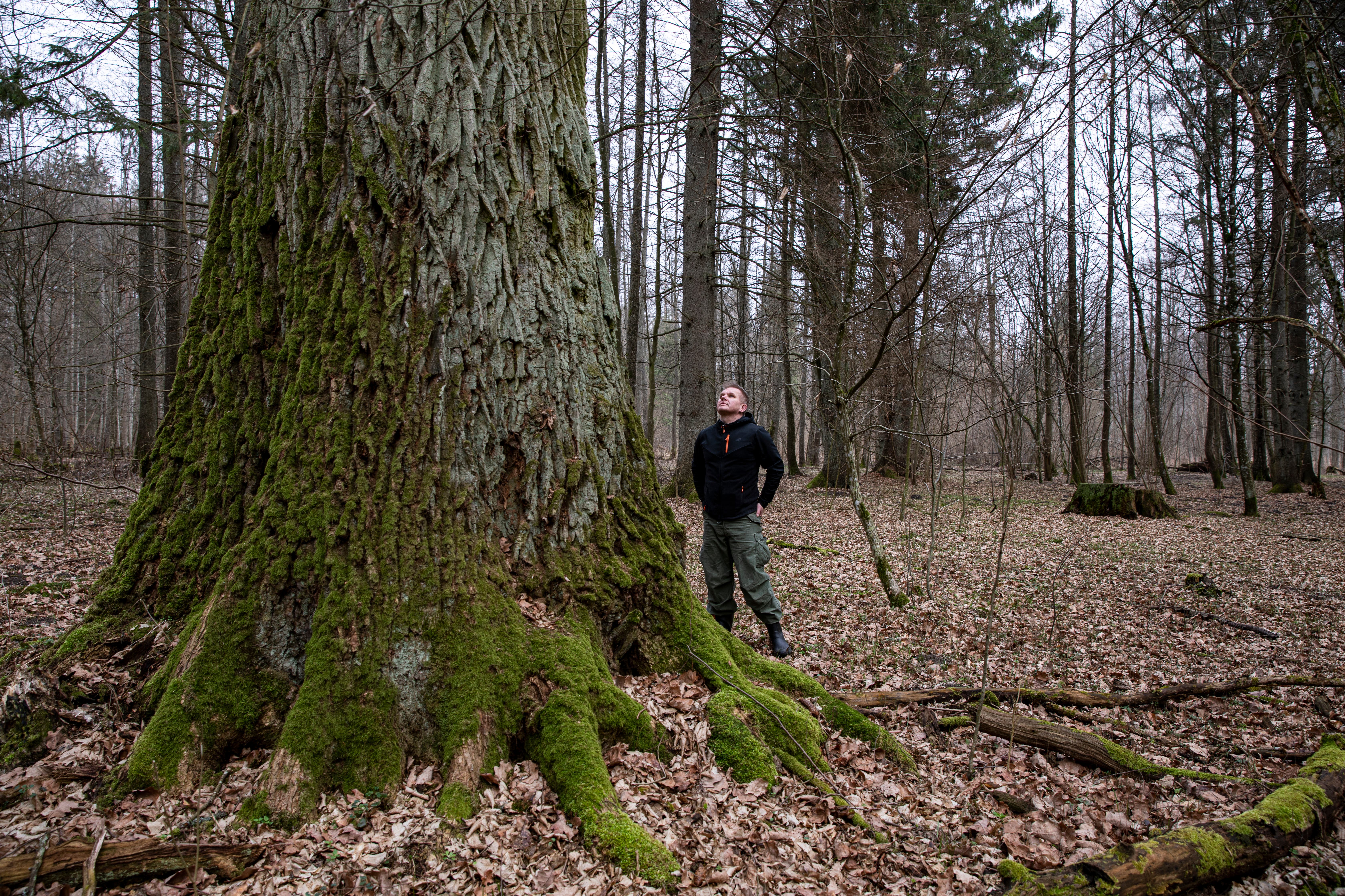 Uralte Bäume und wilde Tiere, die es in Westeuropa nicht mehr gibt: Das ist der abgelegene Teil Polens.