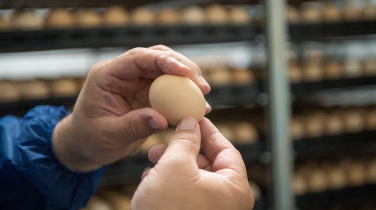 Eier und Fleisch von Geflügel sind im Kanton Luzern gleichermassen beliebt. (Dominik Wunderli (15. April 2019))