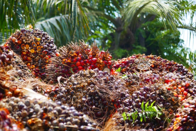 Palmöl hat sich zu einem stark nachgefragten Rohstoff entwickelt. Im Bild Palmölnüsse. 