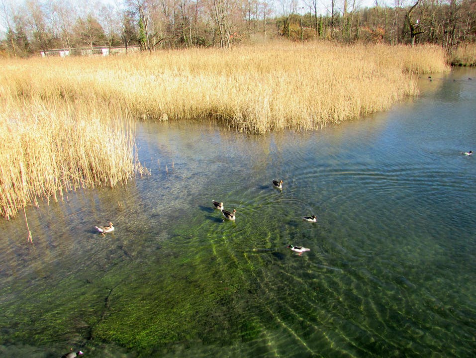 In Gerlafingen schwimmen Enten durch das wärmer werdende Wasser.