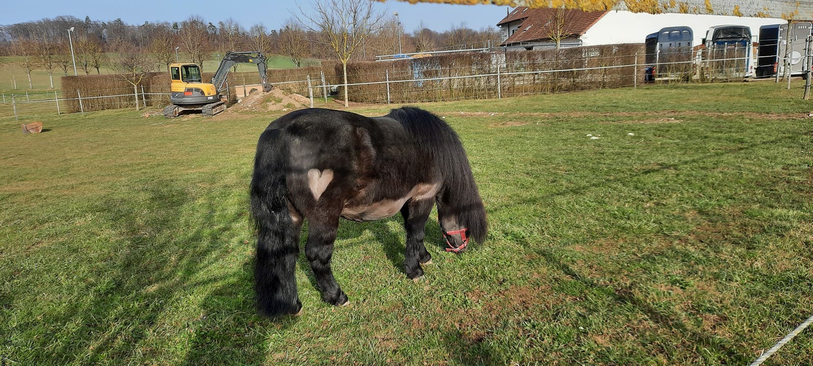 Dieses Herz-Pony aus Solothurn kann wieder schön grasen.