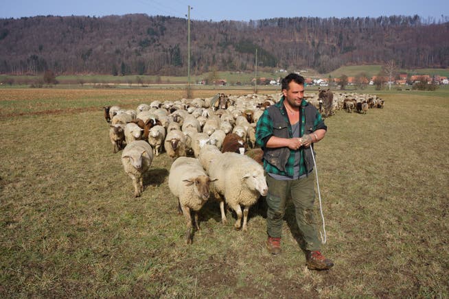Mauri der Schäfer mit seinen 500 Schafen, Chicco und zwei Eseln