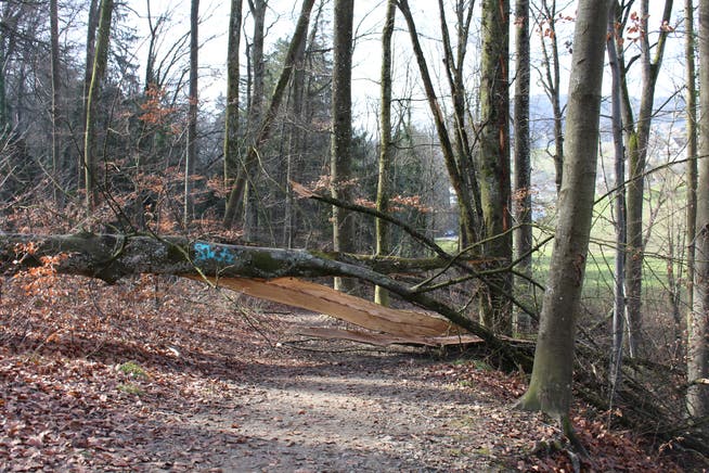 Beim Brüggliweg in Dietikon ist Ducken angesagt: Ein grosser umgeknickter Baum versperrt den Wanderweg.