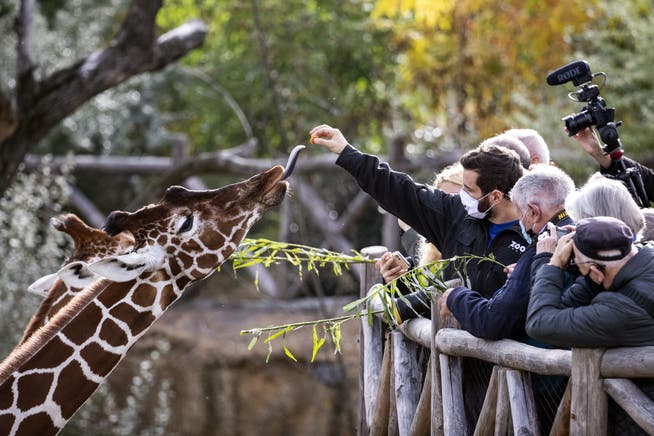 Das Tier-Spektakel geht wieder los: Besucher füttern die Giraffen in der Lewa Savanne im Zoo Zuerich. 