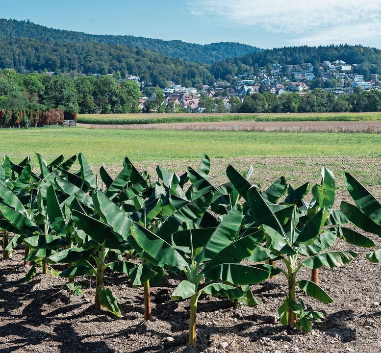 Im Rahmen der Regionale-2025-Landschaftsausstellung «Wachgeküsst» wurde 2019 in Spreitenbach eine kleine Bananenplantage gepflanzt.