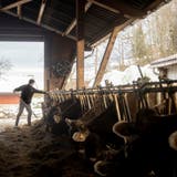 Tagblatt-Quiz – Runde 36: Von Bauern, Höfen und Milchkühen – das Quiz rund um die Ostschweizer Landwirtschaft