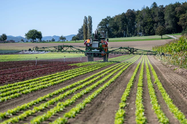 Ein Bauer spritzt Pestizide, um den Salat vor Blattläusen und Pilzkrankheiten zu schützen. 