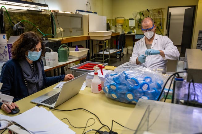 Blick ins Labor der Kantonsschule Zofingen, wo die Speichelproben «gepoolt» werden. (4. März 2021)