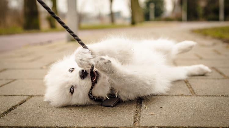 Hundeboom während der Coronakrise: Rund 70 Prozent der Neu-Hundehalterinnen und -Hundehalter sind unerfahren. (Bild: iStockphoto)