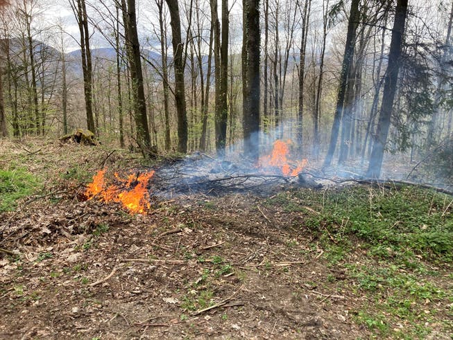 Auch wenn nur wenige Quadratmeter Wald betroffen waren, haben Augenzeugen die Flamme (ein paar Minuten vor Aufnahme dieses Fotos) als bis zu 3 Meter hoch eingeschätzt.