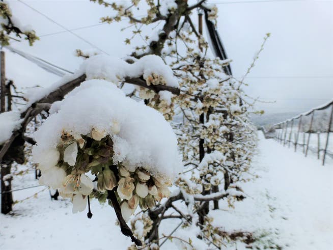 Frostschäden - «Ernte kann in einer Nacht ruiniert sein»: Solothurner Obstbauern fürchten wegen Frost um ihre Kirschen | Solothurner Zeitung