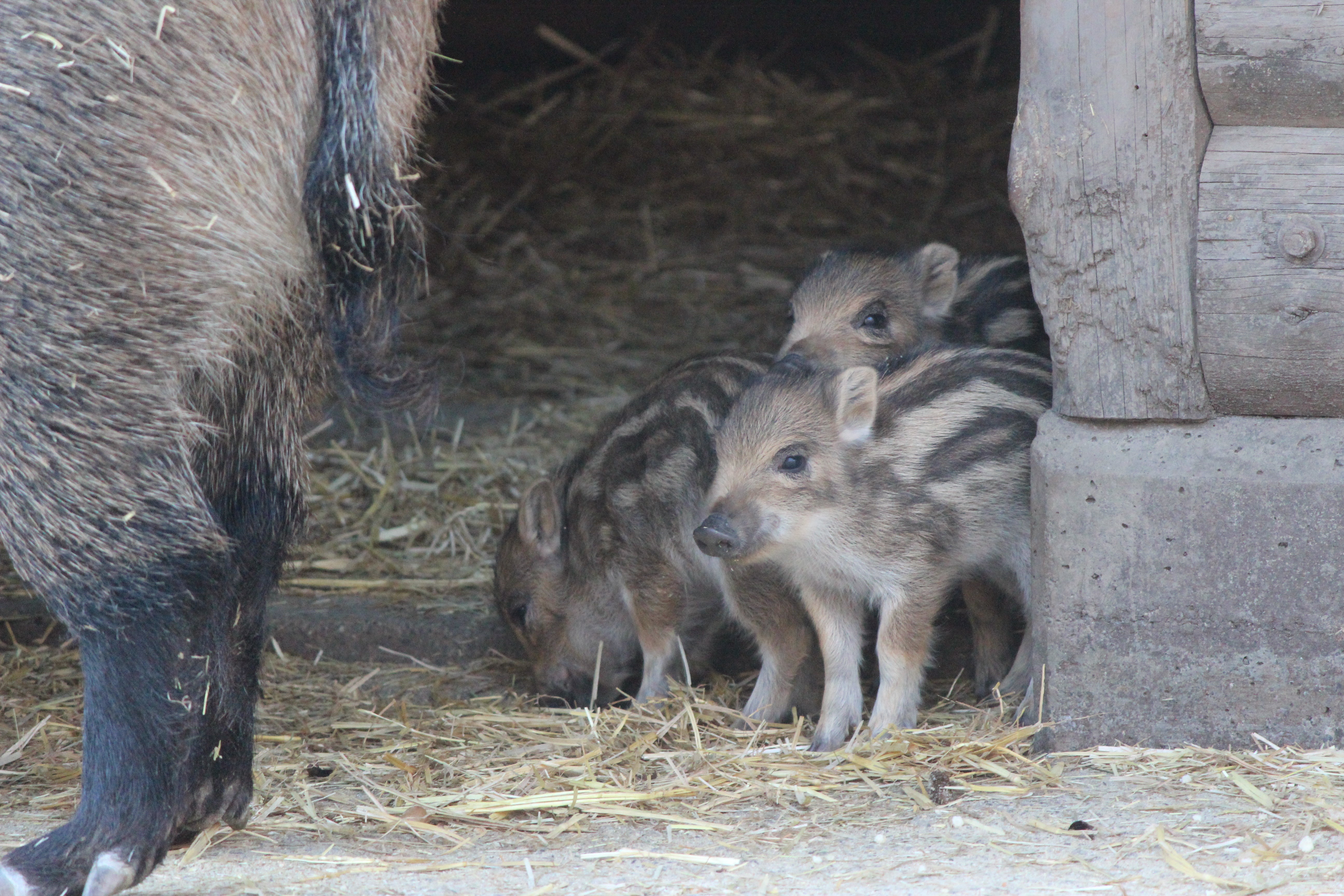 Jagdstatistik - Das Wildschwein Vermehrt Sich Europaweit Stark, Im ...