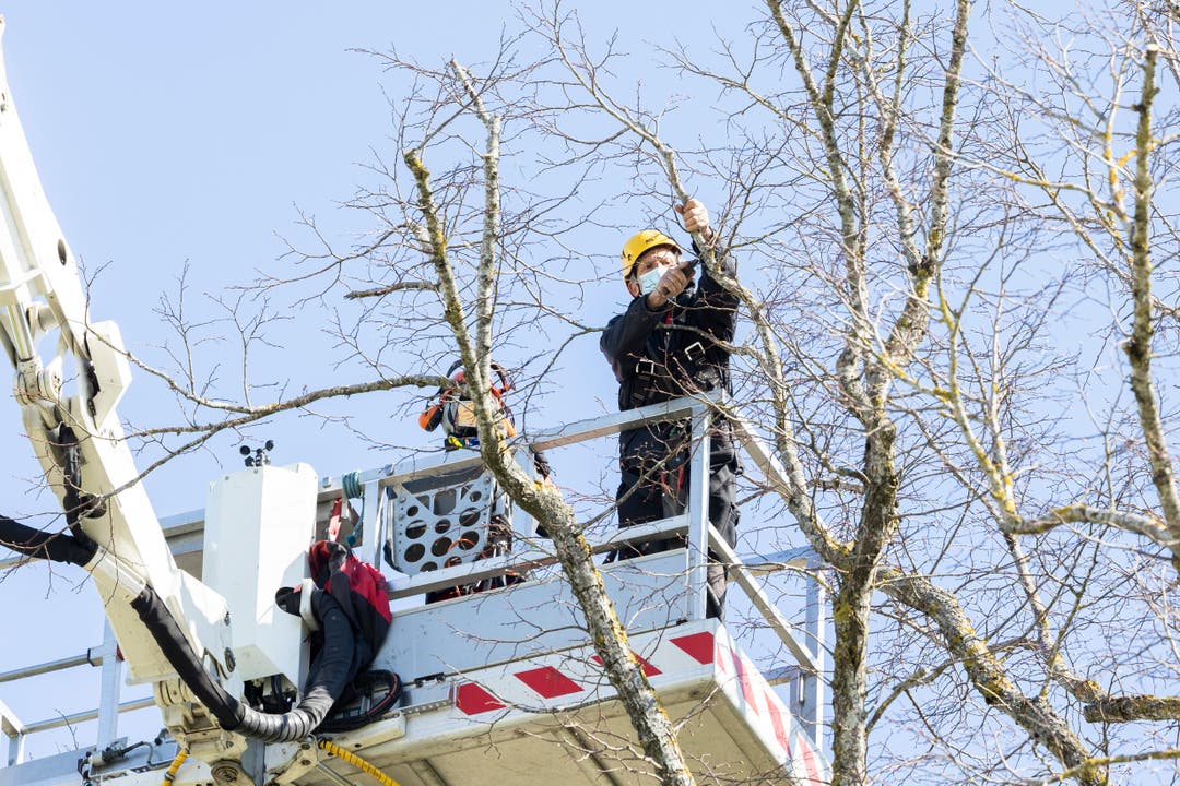 Baumpfleger Dominik Hossli (gelber Helm) und Sven Saxer bei der Arbeit im Baum.