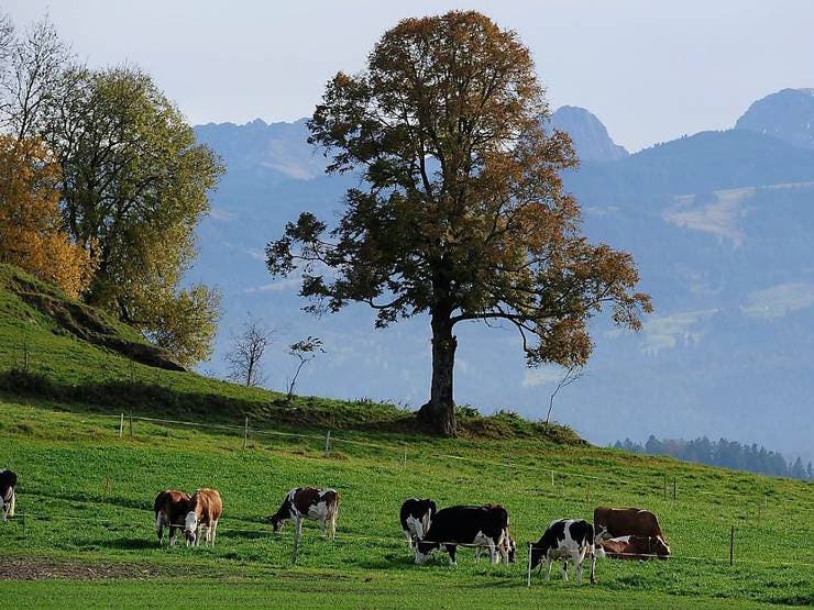 Die typische Schweiz, Kühe, Wiesen und Idylle pur. Wandern kann man hier nach Herzenslust, überall ist es einfach nur schön. 