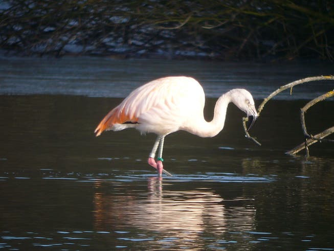 Über den Jahreswechsel 2009 / 2010 hielt sich ein Flamingo am Flachsee auf – Mitte Januar 2010 wurde das Tier dann abgeschossen.