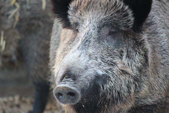 Über Wildschweine kann die Schweinepest auch auf Hausschweine übertragen werden. 