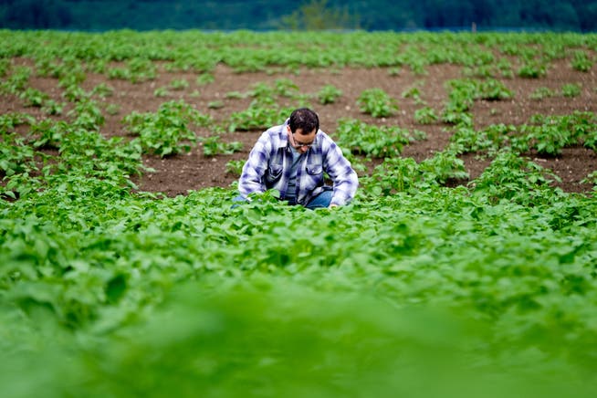 Im März 2016 hatte Hagenbuch Pech. Der Bauer begutachtete das vom viel Regen stark beschädigte Feld. Viele Kartoffeln sind verfault.