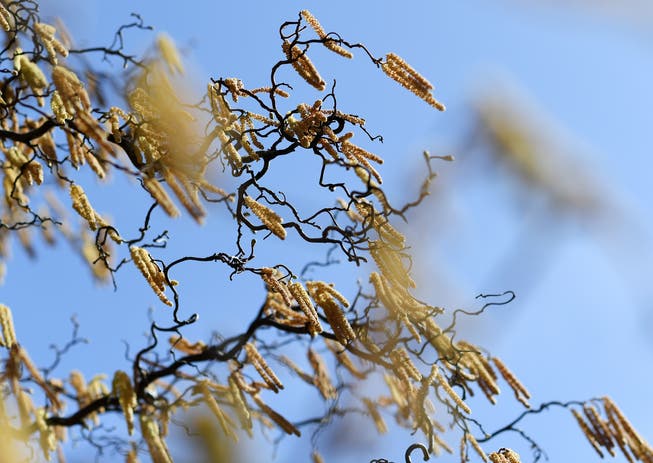 Die Pollenproduktion von Hasel und Erle wurde zeitweise durch das kalte Wetter beeinträchtigt. 