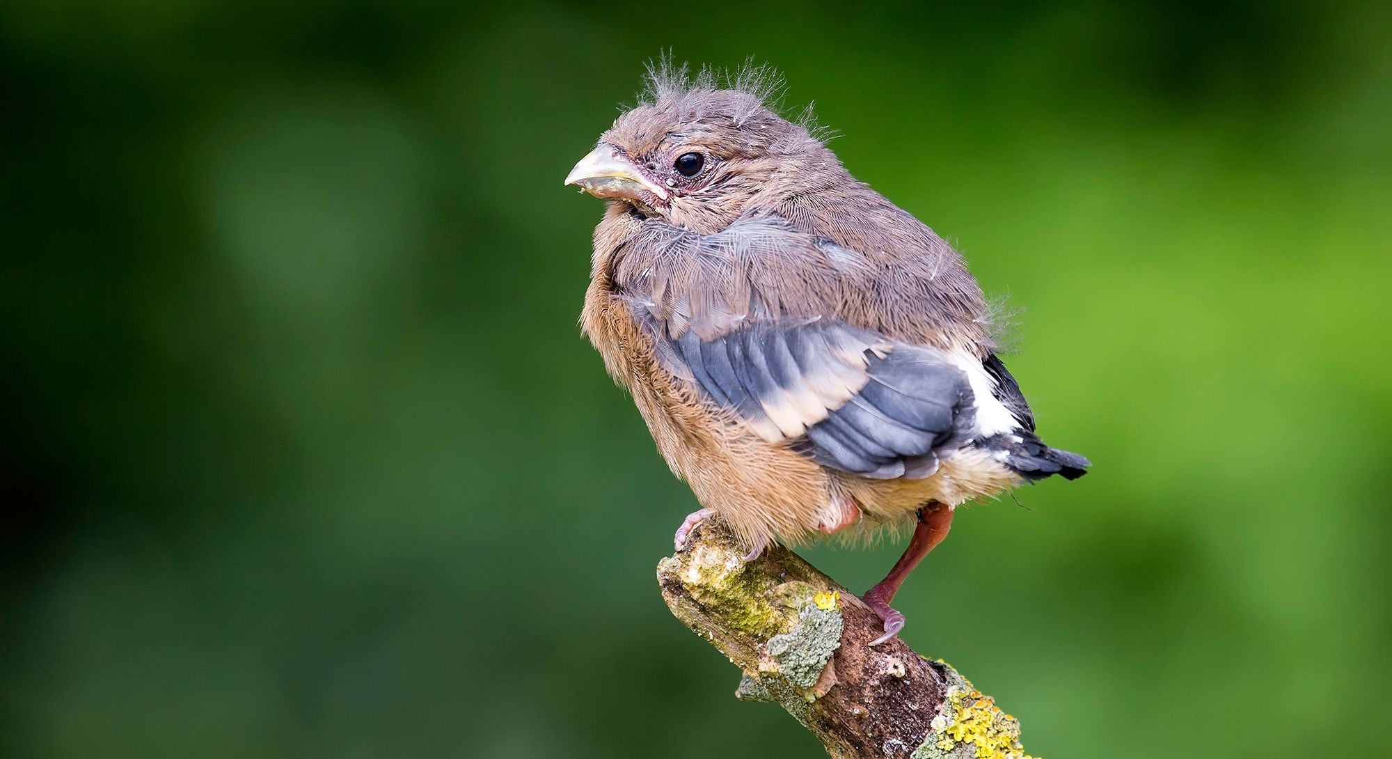 Vogelhilfe - Aus Dem Nest Gefallen: Das Muss Im Umgang Mit Jungvögel ...