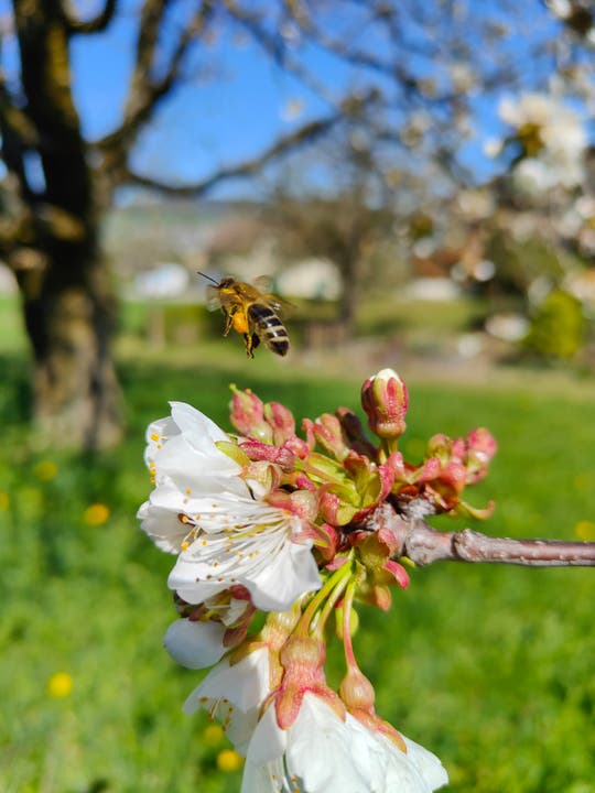 In Boniswil fand Leserin Tanja Rütsche eine schwer beladene Biene.