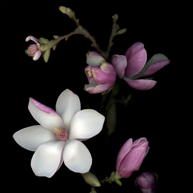 Magnolienblüten kann man essen. In seinem neuen Fotobuch «Digitalis» verrät der Künstler Achim Mohné das Rezept. 
