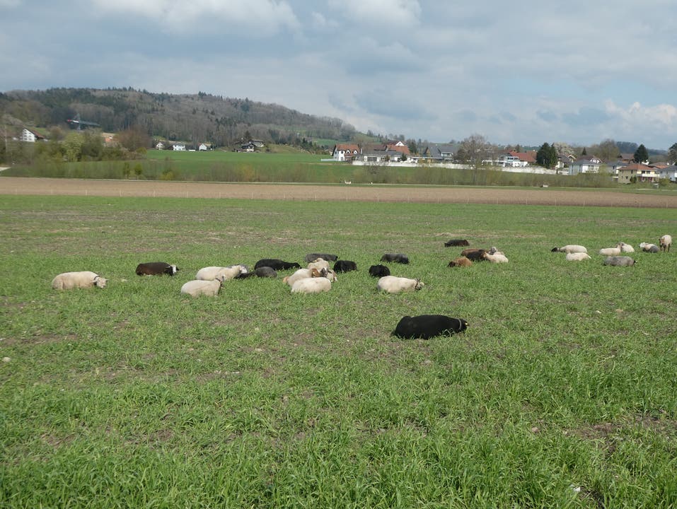 Die Schafe in Hendschiken machen Siesta.