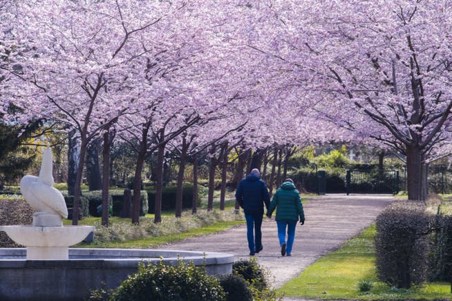 Blühende Kirschbäume säumen einen Weg auf einem Ddeutschen Friedhof und leuchten dabei farbig in der Sonne.