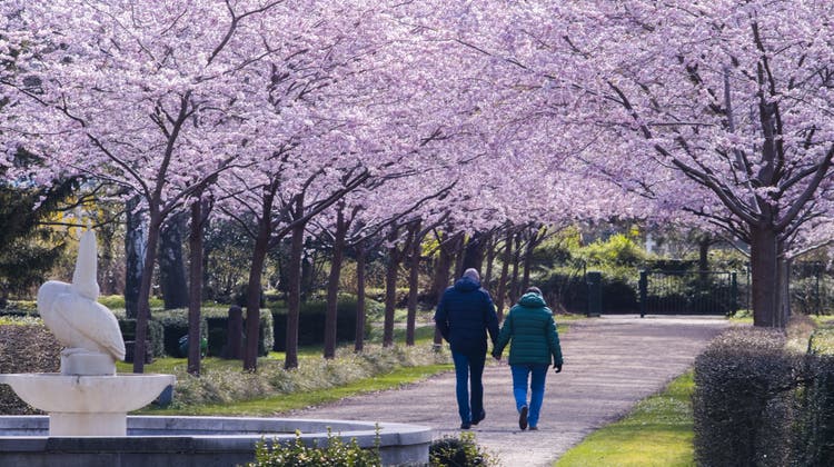 Blühende Kirschbäume säumen einen Weg auf einem Ddeutschen Friedhof und leuchten dabei farbig in der Sonne. (Frank Molter / dpa)