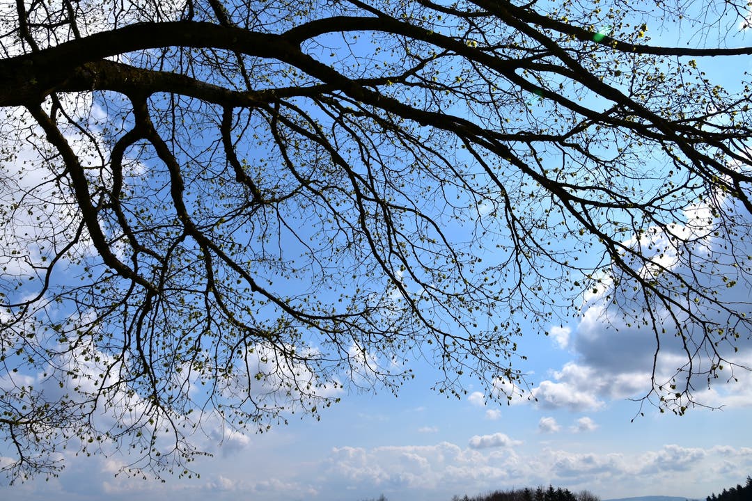 Blühende Bäume und ein blauer Himmel auf dem Bözberg.