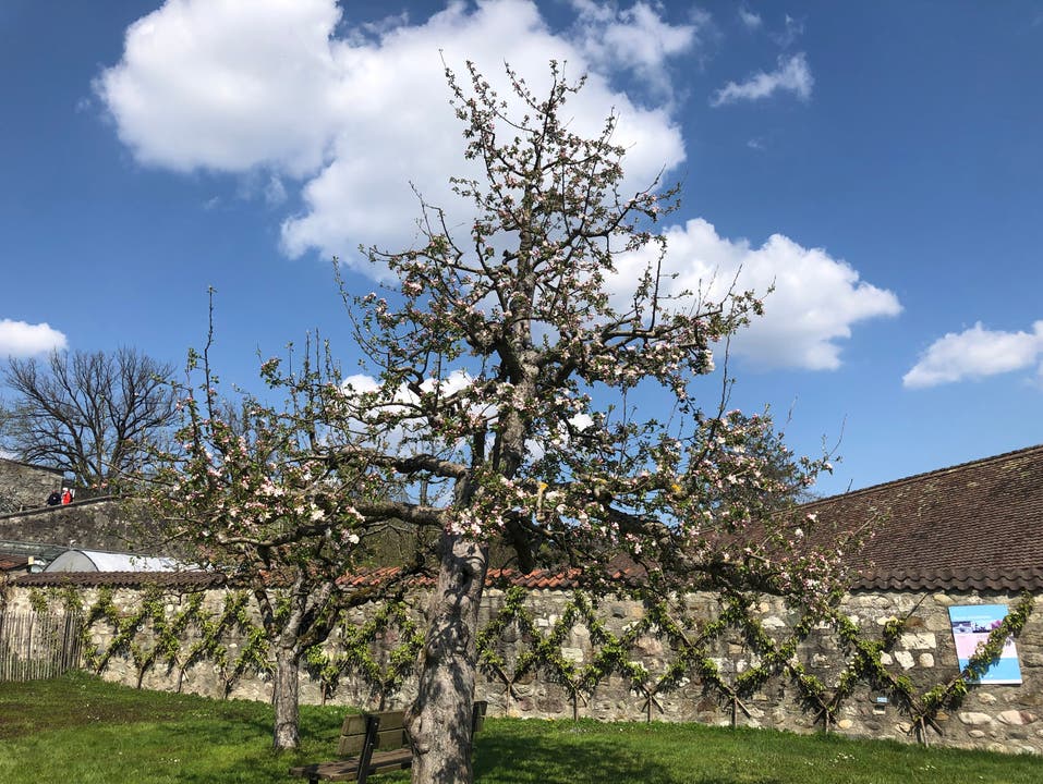 Ein Apfelbaum in voller Blüte in Wettingen.