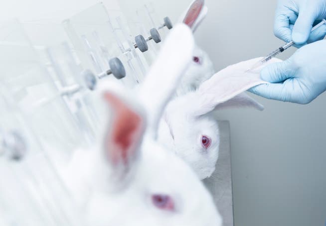 Forscher testen ein Medikament an Kaninchen.