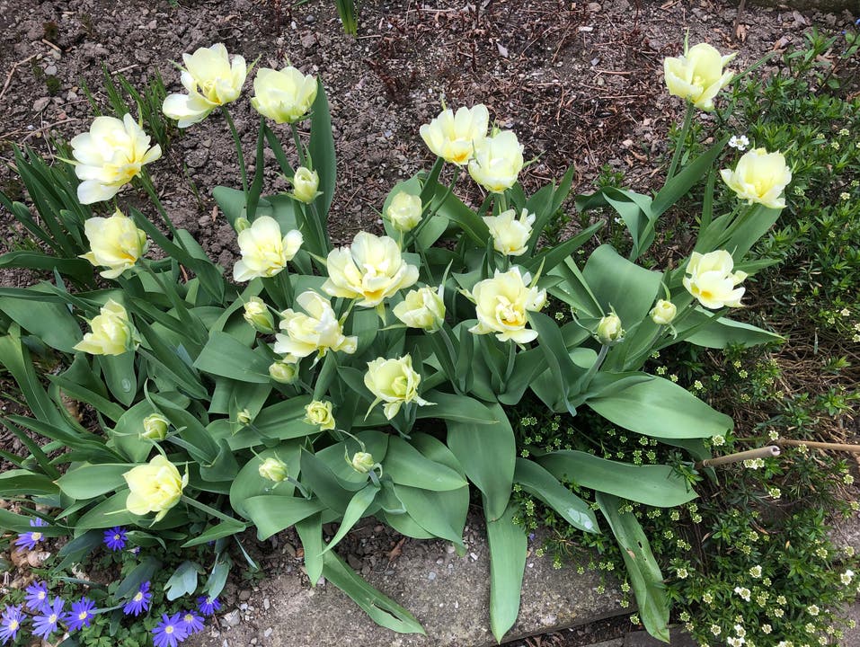 Weisse Tulpen aus Wettingen.