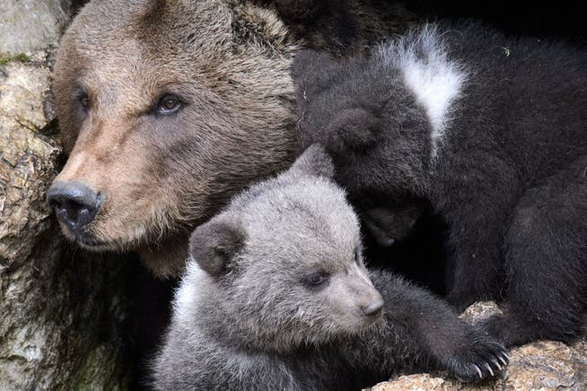 Der Juraparc im Waadtland wird im Zoobericht 2020 für die vorbildliche Haltung von Braunbären gelobt.