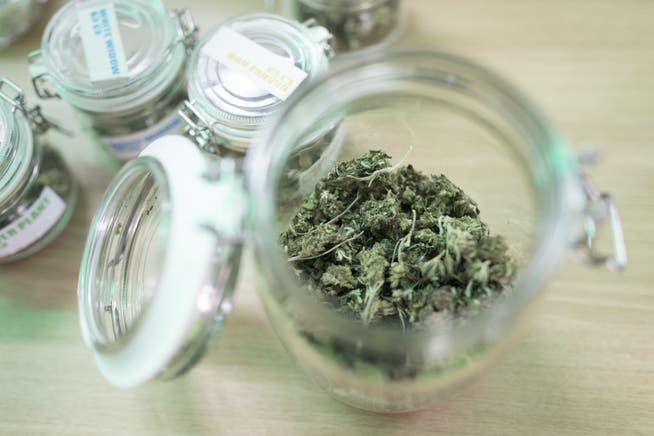 Cannabis darf bald legal für Versuche abgegeben werden. Den vom Parlament beschlossenen Ansatz will der Bundesrat ausweiten. (Symbolbild)