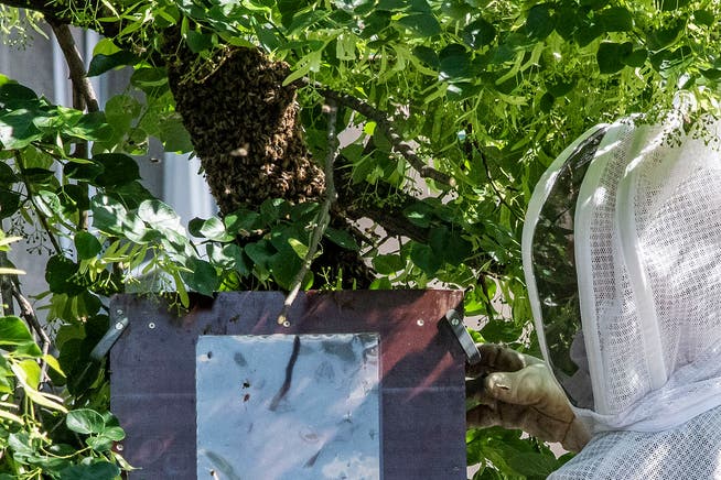 Ein Feuerwehrmann fängt einen Bienenschwarm ein, der sich hoch in einem Baum niedergelassen hat.